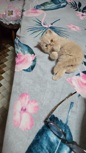Os Dois São Lindos Filhotes De Gatos Persas