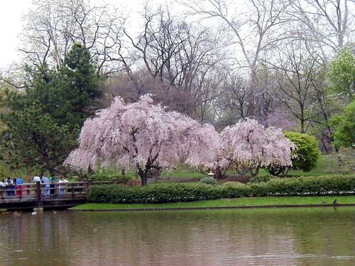 Imagem 3 de 3 de 20 Sementes Cereja De Himalaia Sakura-colhidas Em Sp 10/2021
