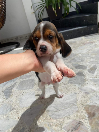 Perritos Beagles