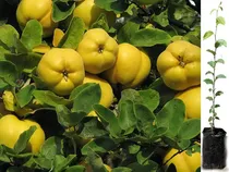 Comprar Planta De Membrillo Venta De Los Arboles Frutales Exoticos
