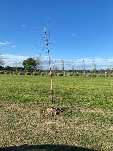 Terreno En Lujan