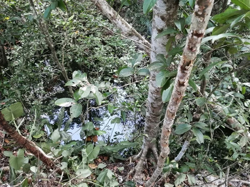Imagen 9 de 13 de Terreno Con Cenote Al Descubierto A 25 Minutos De Valladolid