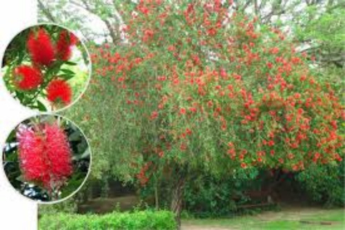 Imagen 2 de 8 de Árbol De Vereda Calistemo - No Caduca - Excelente -envíos