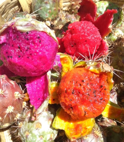 Stenocereus Pruinosus, Pitayo, 15 Semillas, Nv