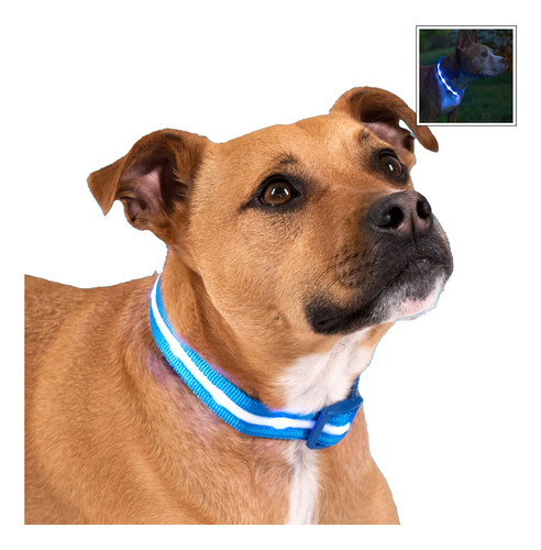 Collar Led De Seguridad Para Perro Recargable Usb Talle M -a