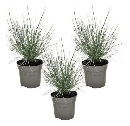 100 Semillas De Festuca Glauca, Pasto Azul