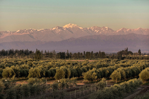 Aceite De Oliva Zuccardi Variedad Genovesa Virgen Extra X250