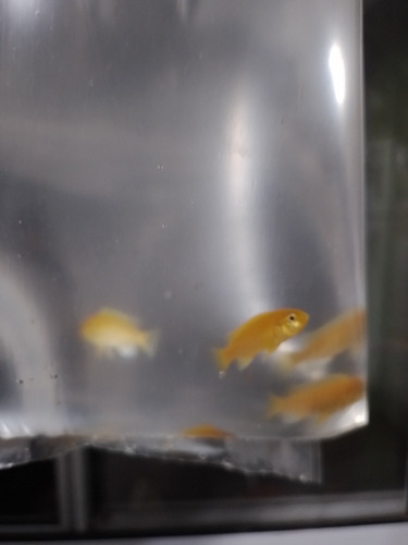 Peces Africanos Limón