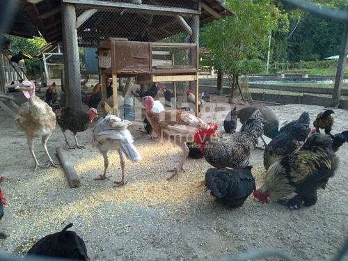 Imagem 29 de 30 de Chácara À Venda Em Guabiruba/sc - 1144c