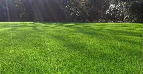 Imagen 3 de 4 de Semilla Pasto Bermuda, Alta Resistencia 1 Kg