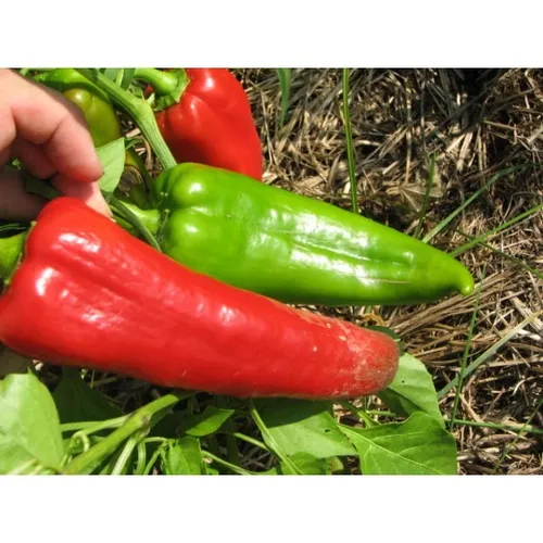 Pimentón Italiano Dulce Capsicum Annuum - 20 Semillas