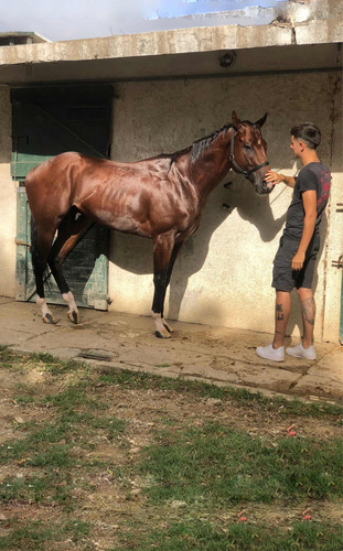 Caballo Pura Sangre