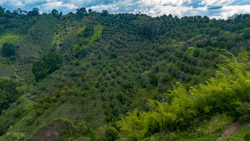 Se Vende Finca Cultivada En Citricos En Pijao Quindio 