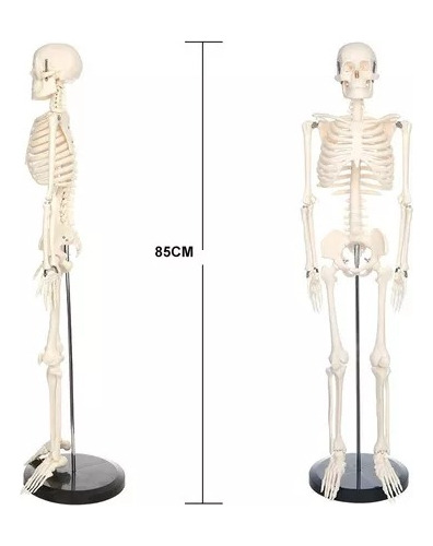 Modelo Anatómico De Esqueleto Humano Educación 85 Cm