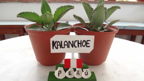 Planta Kalanchoe Daigremontiana