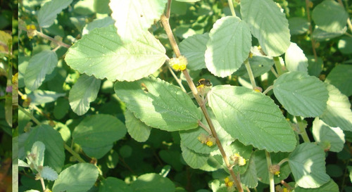 Malva Branca - Alteia 100 Gr, Erva Seca Para Chá