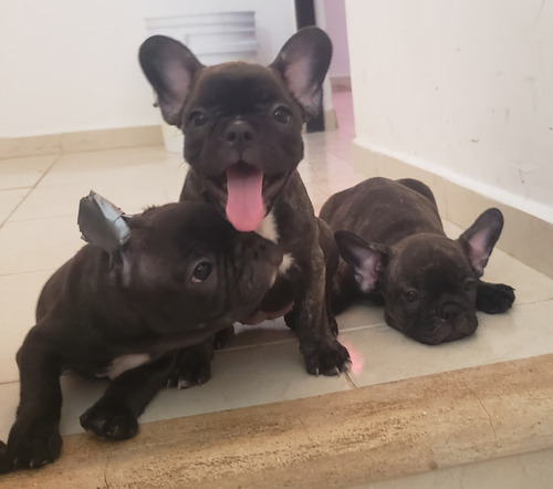 Hermosos Cachorros Bulldog Frances Brindle.