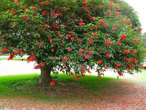 Erythrina Crista-galli (árbol Ceibo Argentino)