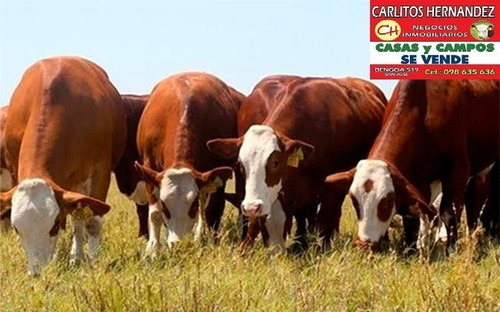 Imagen 5 de 9 de 1 Campos Necesitamos Para Arrendar Y Venta - Ganadero Agricola Tambo Forestal Mixto Tenemos Pedidos Concretos En Todo El Pais Se Ofrece Garantia Y Renta Pagada Por Adelantado Rapida Revisasion Reserva