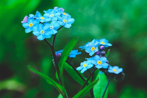 No Me Olvides ( Planta ) Paquete 12 Piezas Flores Jardin