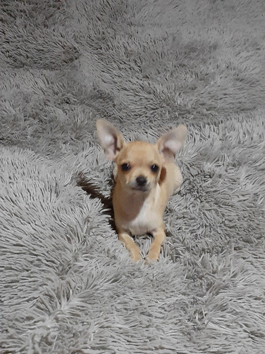 Perrito Chihuahua 