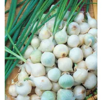 Comprar 100 Semillas De Cebolla De La Reina Para Encurtidos