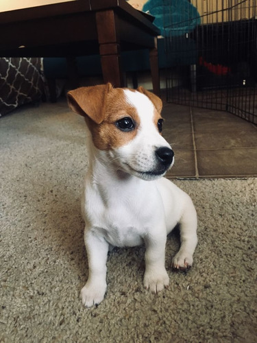 Jack Russell 31 Tricolor