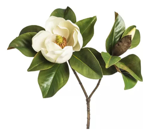 Magnolia Fuscata, Exotica. Decojardin Bella Vista