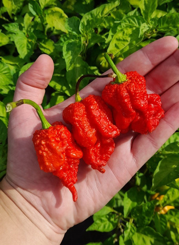 10 Semillas De Pimiento Ají Dragon's Breath