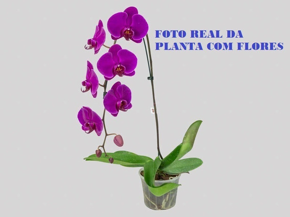 Orquídeas Phalaenopsis ( Vaso+muda+flor+ Brinde)promo. | Parcelamento sem  juros