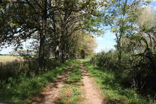 Imagen 6 de 25 de Venta Campo 83,3 Hectareas Agrícolas En Lima