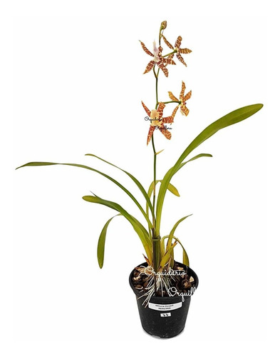 Orquídea Miltonia Clowesii Planta Adulta Flor Amarela-marrom | MercadoLivre