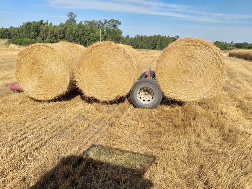 Imagen 4 de 5 de Fardo Paja Trigo Con Raegrass
