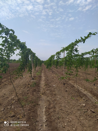 Imagen 5 de 12 de Se Vende Chacra - Quilmana