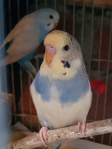 Hermosos Periquitos Australianos
