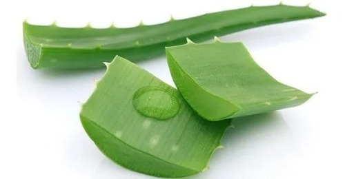 1 Muda De Babosa Aloe Vera Barbadensis Miller 40cm Com Vaso