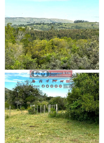 Venta Campo En Lavalleja 330 Has Ganadero Bueno Y Forestal Con Renta Estancia Completa