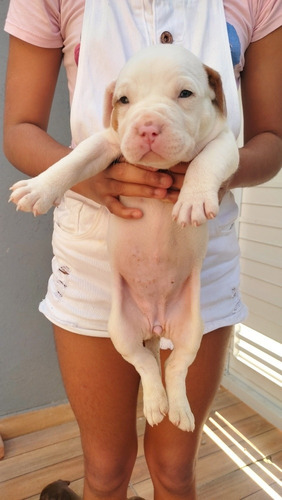 Imagem 2 de 5 de Pitbull