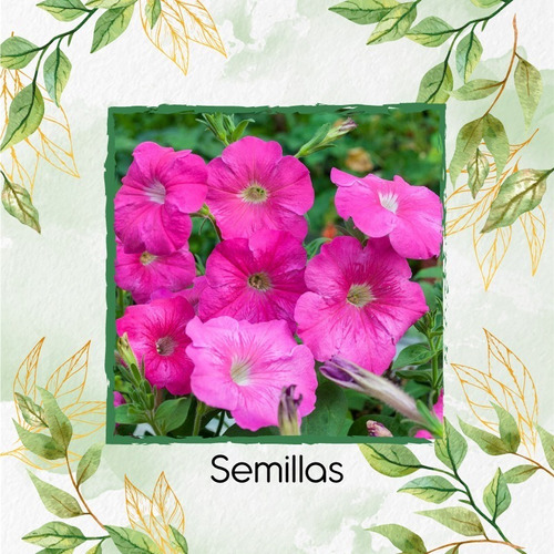 1.500 Semillas Flor Petunia Rosa + Obsequio Germinación