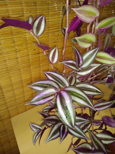 Zebrina Pendula , Bols De 18 Lts.