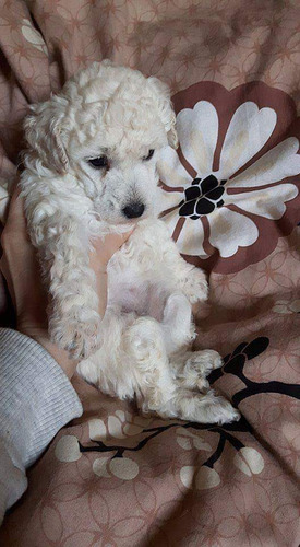 Auténticos Cachorritos Poodle Miniaturas A-1, Padres Pedigri
