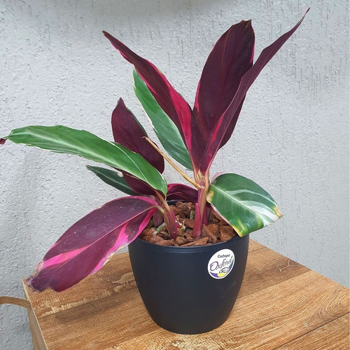 Vaso Cachepo De Mesa Oxford Redondo 15x12cm Para Orquídea Cor Preto