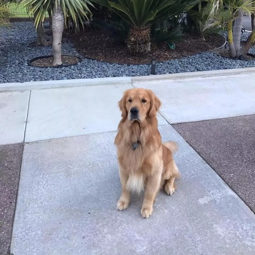 Cachorros Golden Retriever Somos Criadero Estancia Del Mar