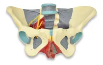 Comprar Zeigen Modelo Anatómico De La Pelvis Femenina Con Ligamentos