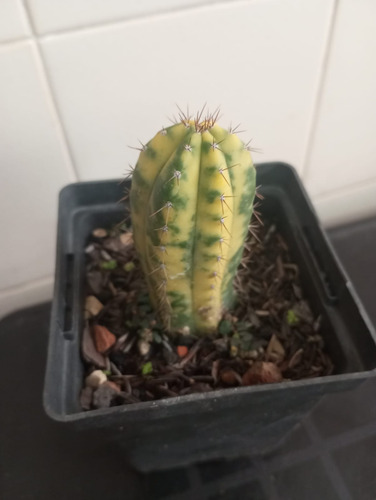 Cacto Trichocereus Pathanoii Arequipa Variegata Branco