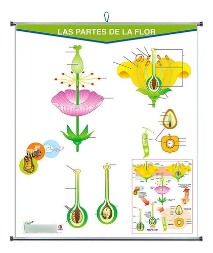 Kit Escolar: Plumoagua Las Partes De La Flor