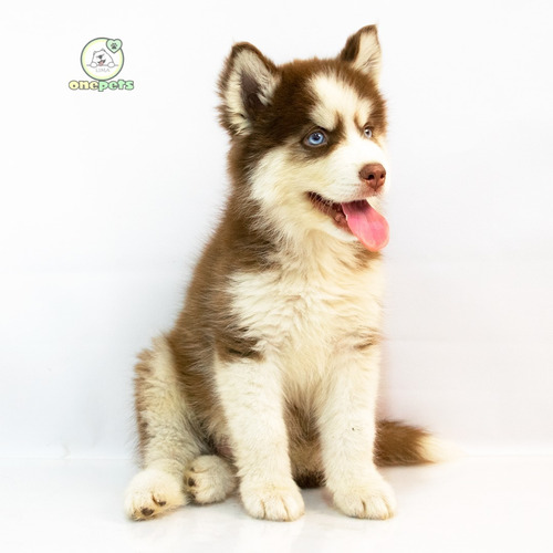 Imagen 1 de 2 de Limaonepets - Cachorros Siberiano Husky