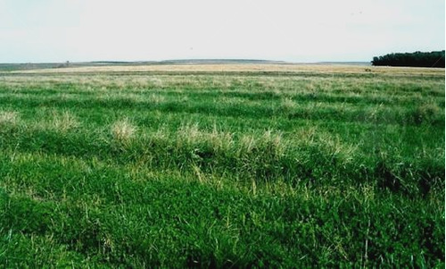 Imagen 3 de 13 de Excelentes Instalaciones Nuevas! Campo Totalmente Desarrollado