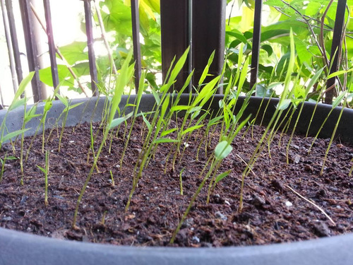 Imagem 3 de 10 de Bambu Gigante Mosso Moso Phyllostachys Pubescens Sementes