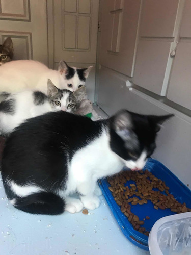 Imagen 5 de 7 de Gatita En Adopción